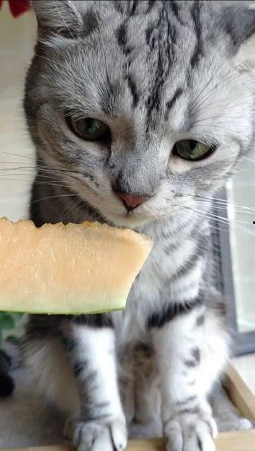 吃瓜的猫