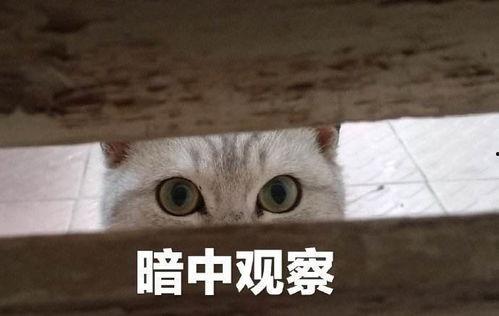 娱乐吃瓜君暗中观察